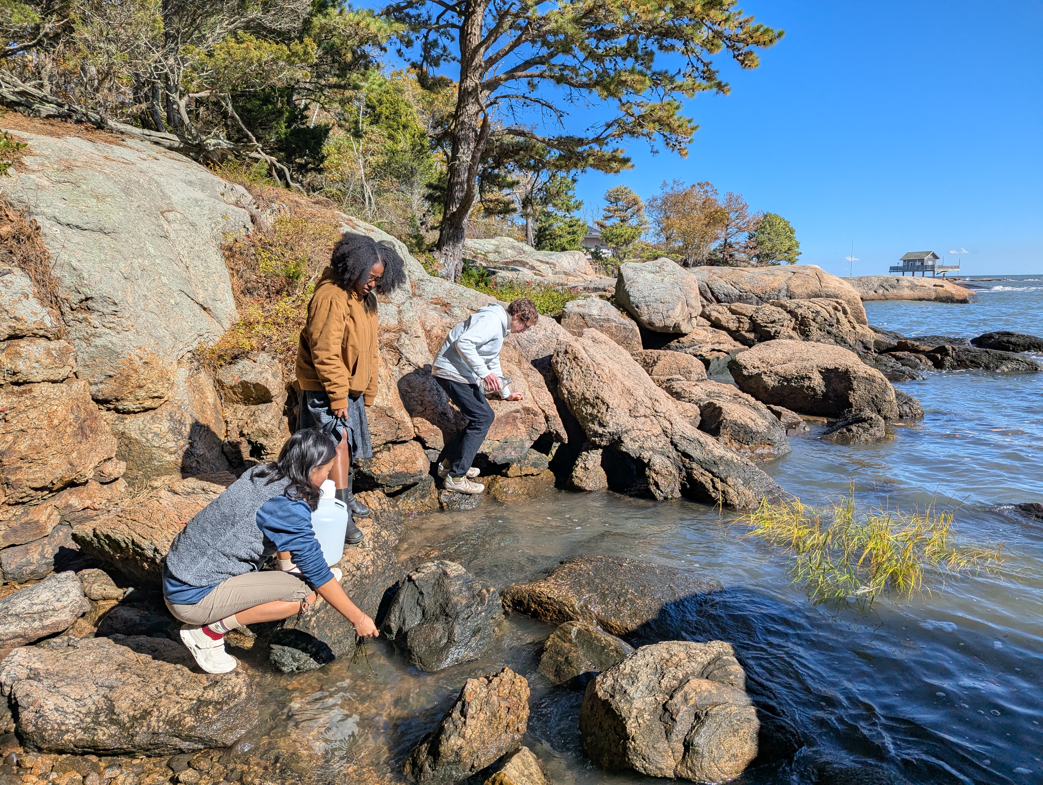 Collecting from the tidepools